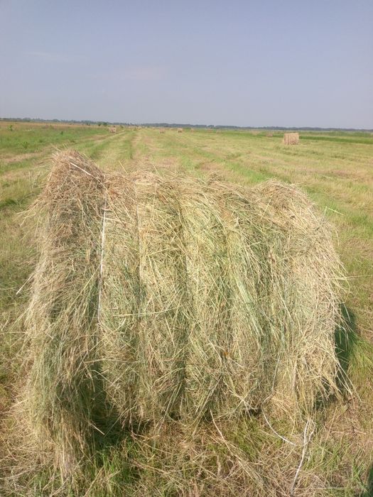 Сено в рулонах..