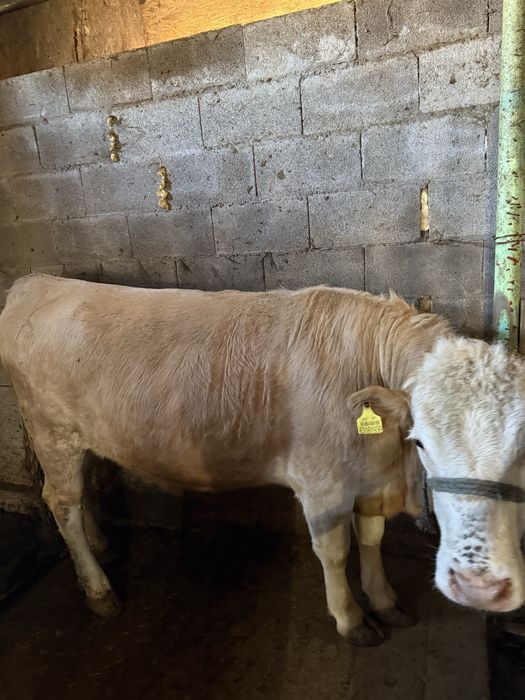 Семіз сиыр корова