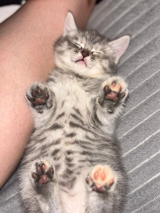 Котейка ищет дом