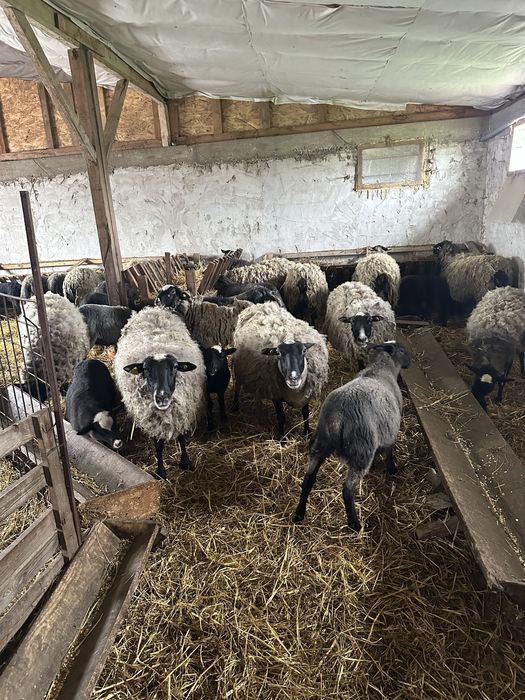 Vand 1 berbec romanov