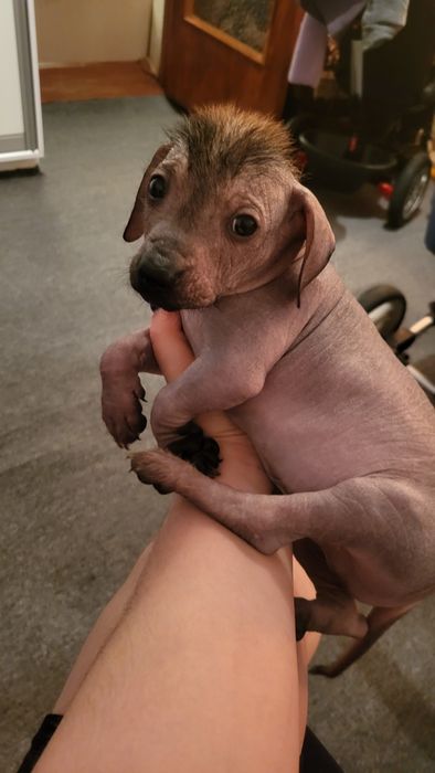 Отдам щенят в добрые руки