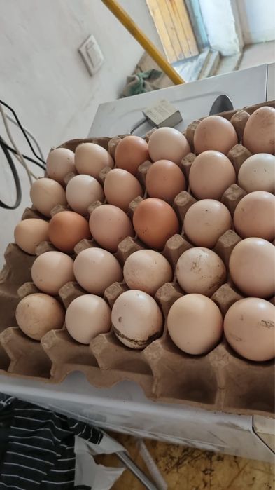 Яйцо  для инкубатора