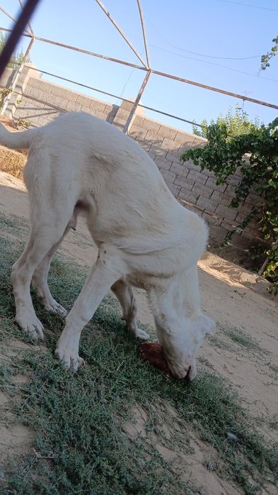 Алабаи Турбатски