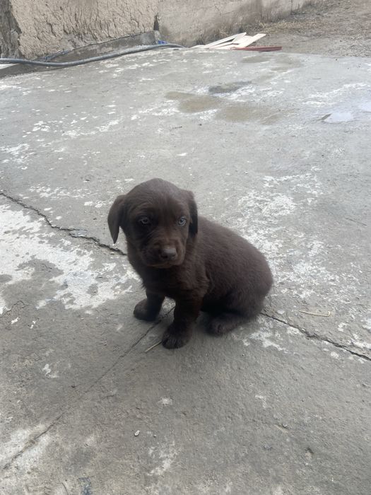 Шенки Лабрадора!!