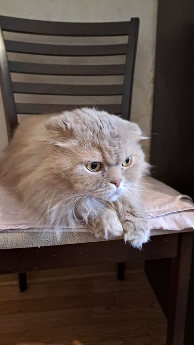 Отдам кота в добрые руки