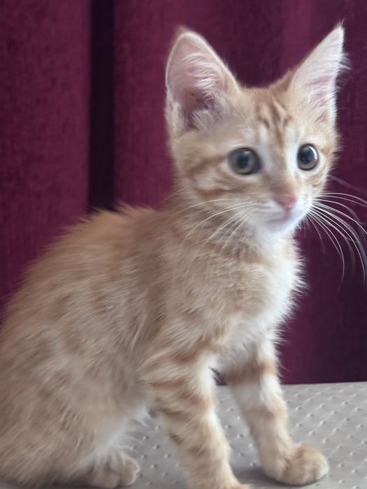 Котенок в добрые руки