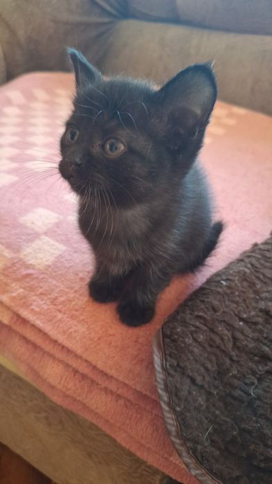 Отдам котят бесплатно