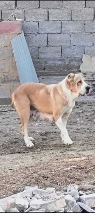 Алабай қаншық сатылады 3-туған.