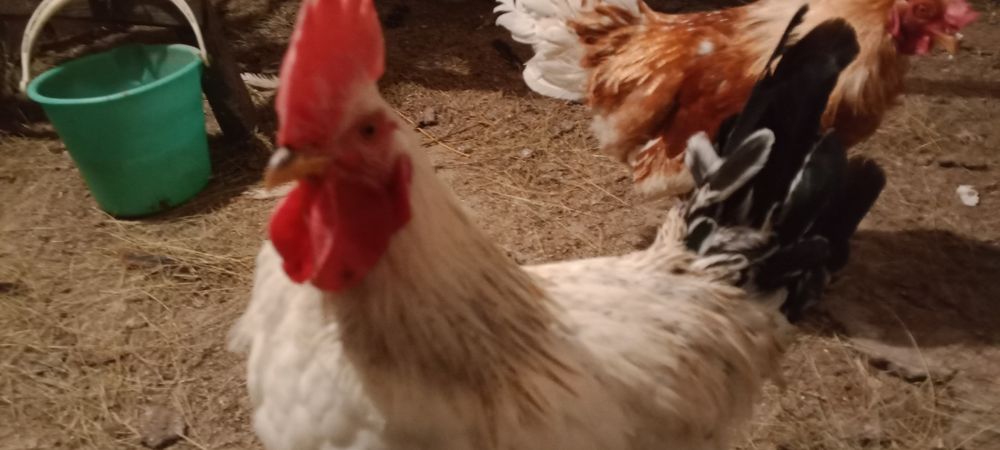 Продаются домашние петушки