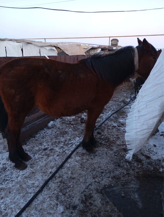 Продам Кобылу. Беременная. 5 лет