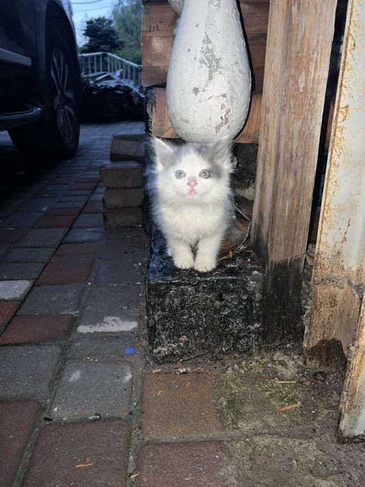 Отдам котят хорошие красивые