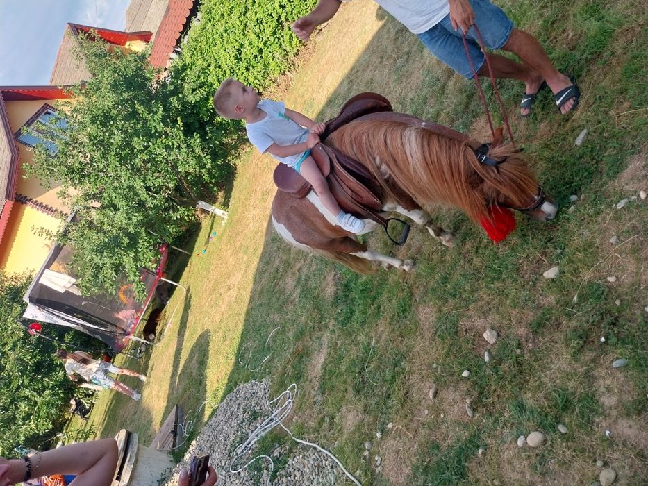 Vând 2 ponei armasar și unul castrat