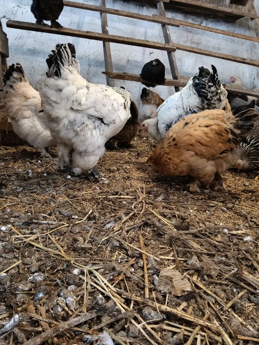 Продам петухов Брама