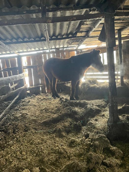 Лошадь кабыла продам