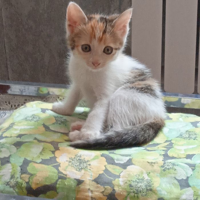 Отдам котенка девочку вы добрые руки