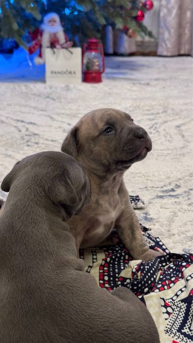 Продаются щенята породы питбуль