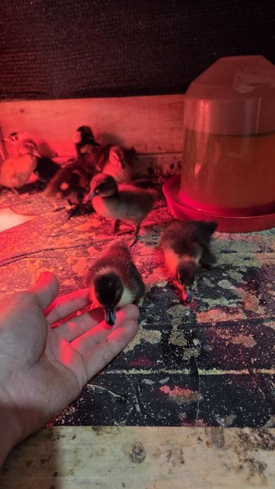 Boboci de rață cu si fără moț