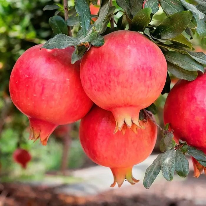 Pomi exotici : Rodiu aclimatizat