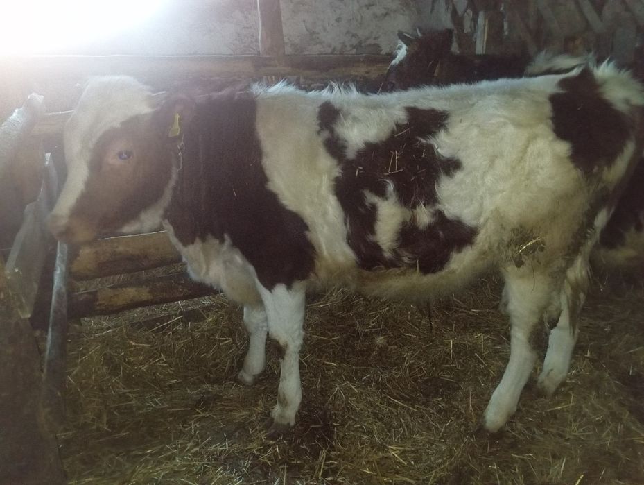 Продам 7 месячного бычка