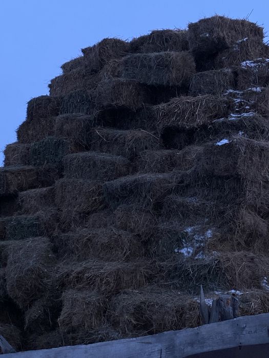 Сено тюковой  продаю