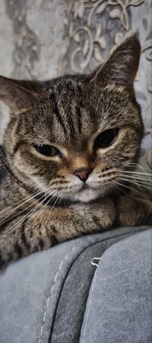 кошка шотландская