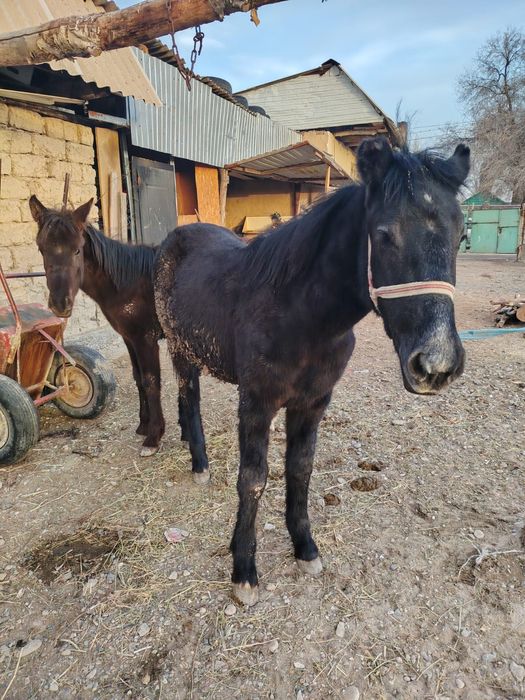 Жылқы таи жабағы