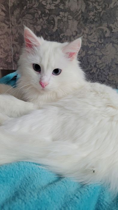 Вязка Кот Турецкого Ангора