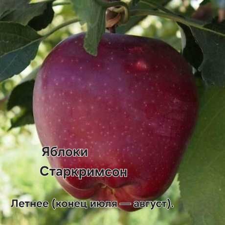 Саженцы ассортимент