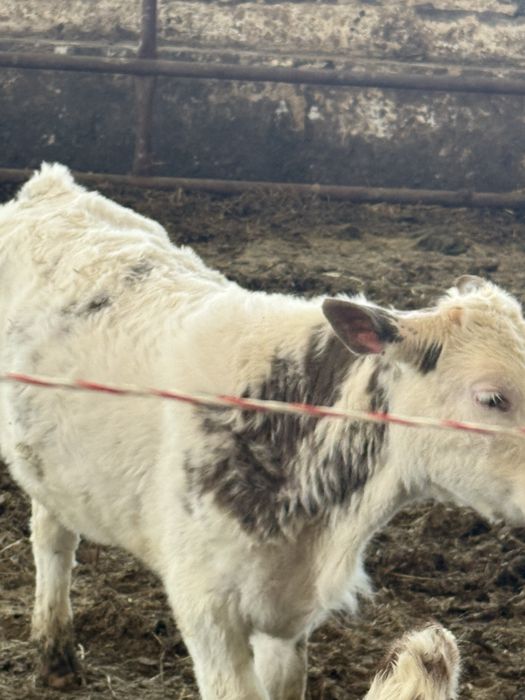 Vand vaca si doi vitei