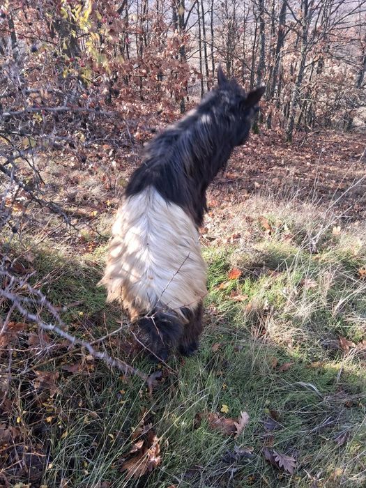 Tapi de vanzare de 2 ani si de 1 an