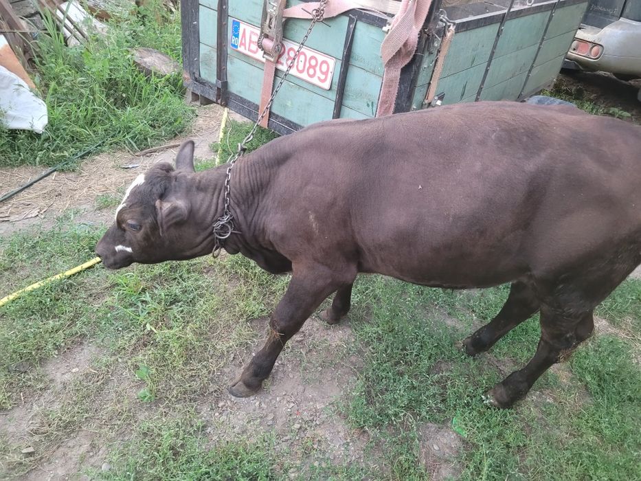 Vând viței două vițele și doi tăurași