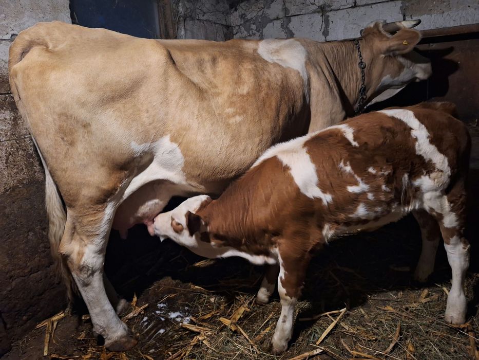 Vaca cu vitea de vanzare