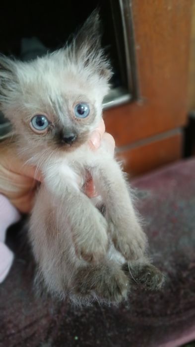 Отдам котят в добрые руки