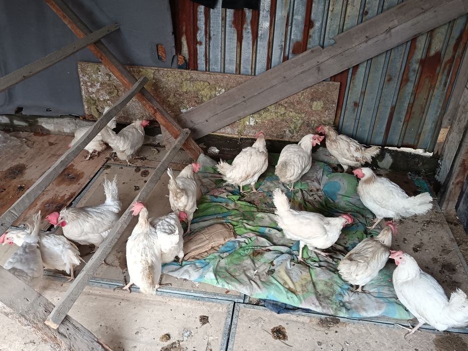 продам куры несушки
