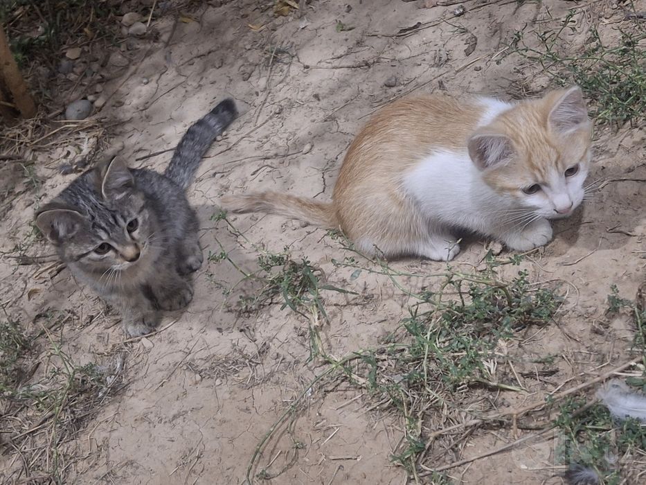 Котята, без породы. Девочка и мальчик.