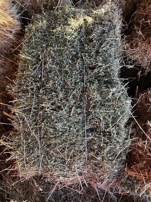 Бали Люцерна 14 лв