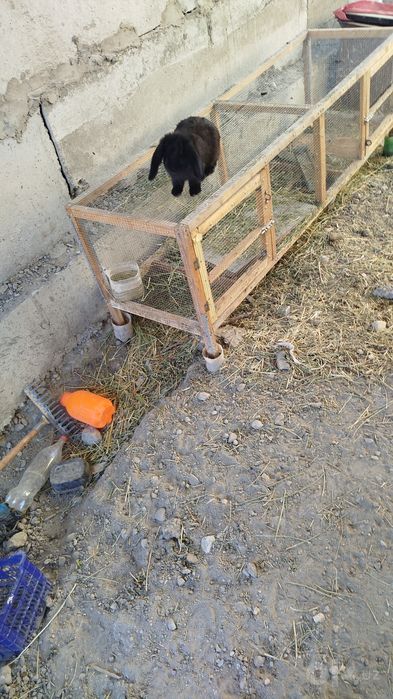 Французский баран мода куён