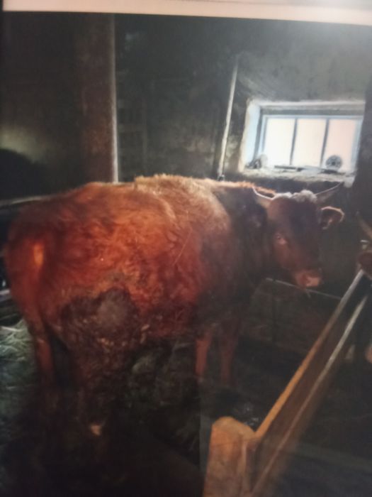 15 бас бұқа сатам