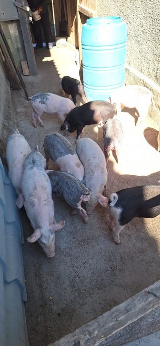 Animale femele si masculi