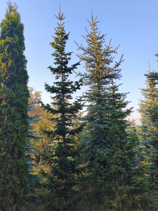Пихта,сербская ель ,голубая ель