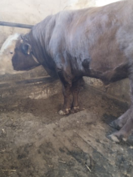 Откорм бұқалар сатылады