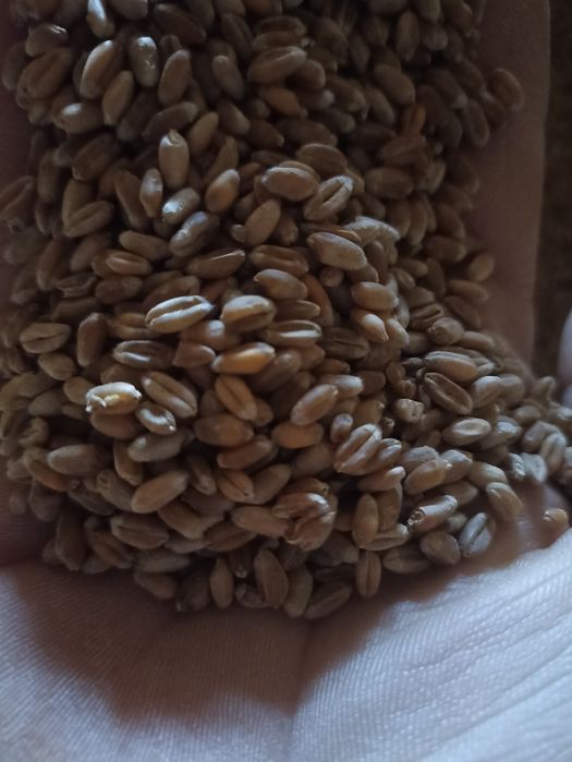 Grau pentru panificatie 2024