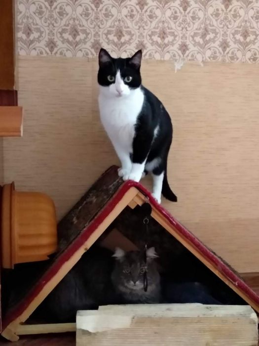 В добрые руки. Кот Тоби 5 лет