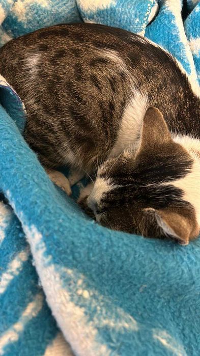 Дом за мама Котана и малък Топчо