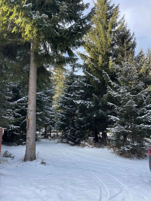 Teren Baisoara/Buscat