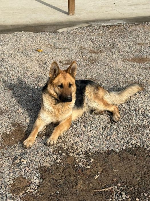 Ищем мальчика для Овчарки