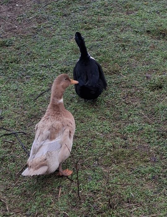 Rațe românești femele