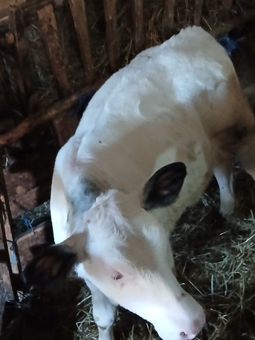 De vinzare 2 vitele belgiene  pret 4600  lei