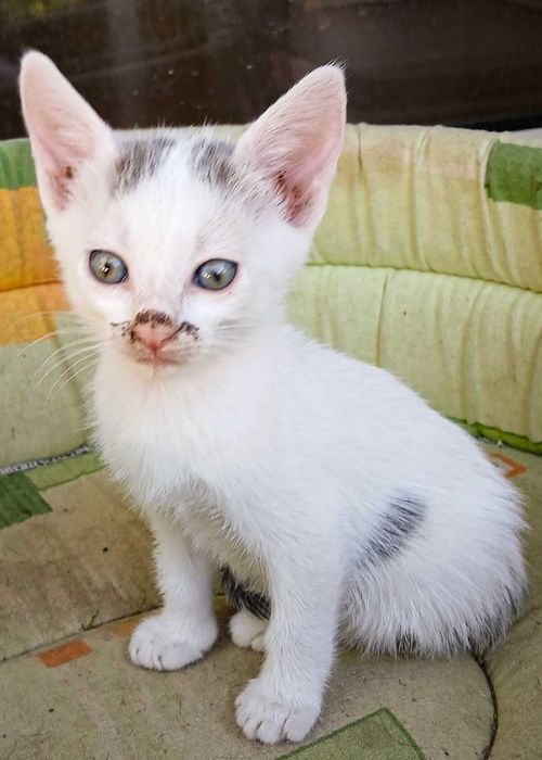 Pisoi spre adoptie