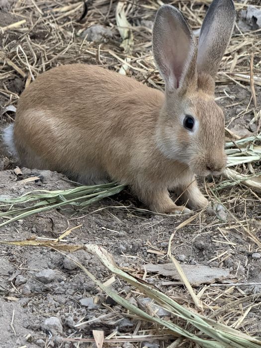 Куйонлар сотилади 100.000